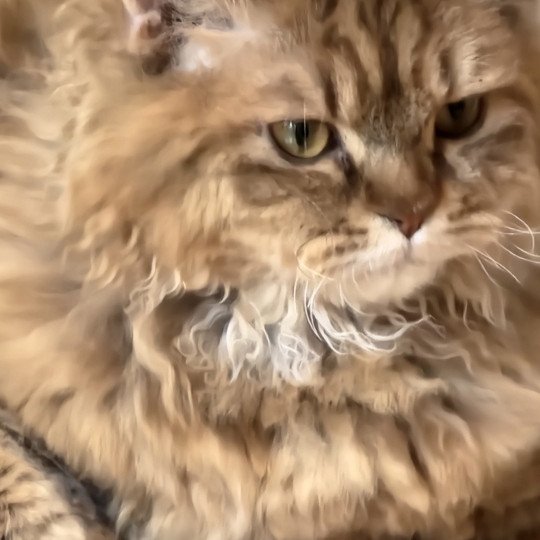 chat Selkirk Rex Longhair chocolate golden shaded TEPOTO - CHAZAM Chatterie Ochatmouton