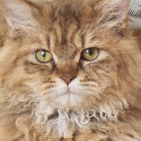 chat Selkirk Rex Longhair chocolate golden shaded TEPOTO - CHAZAM Chatterie Ochatmouton