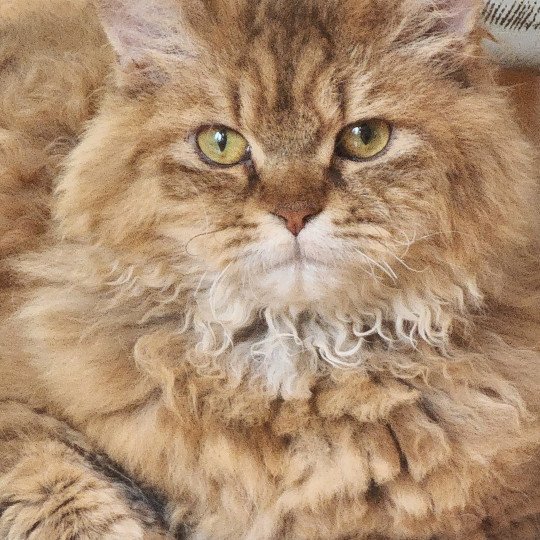 chat Selkirk Rex Longhair Tepoto Chatterie Ochatmouton