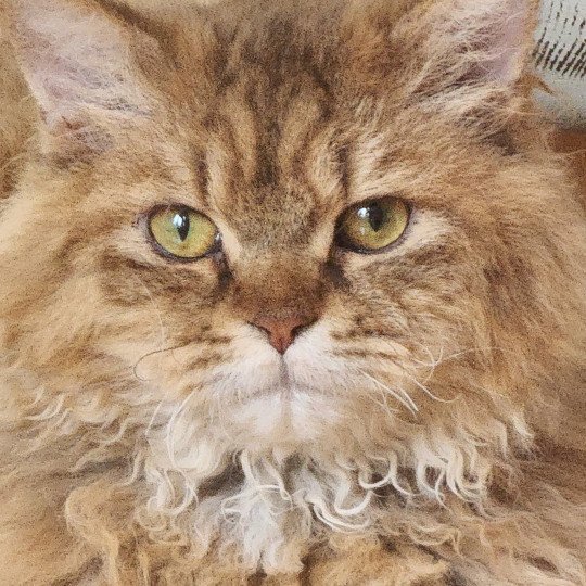 D'ornjira Huayeek Tepoto Chazam Mâle Selkirk Rex Longhair