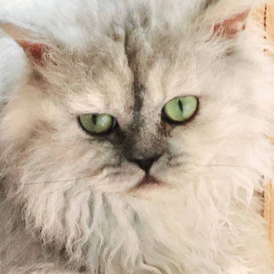 chat Selkirk Rex Longhair black tortie silver shaded TOFFI FAY Chatterie Ochatmouton