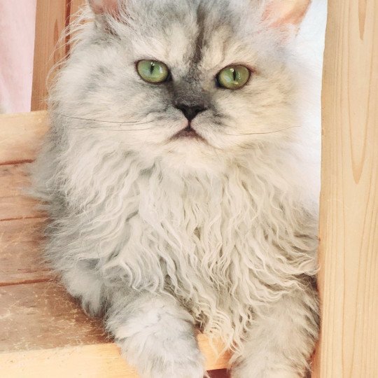 chat Selkirk Rex Longhair black tortie silver shaded TOFFI FAY Chatterie Ochatmouton