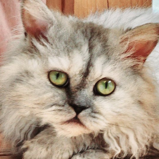 chat Selkirk Rex Longhair black tortie silver shaded TOFFI FAY Chatterie Ochatmouton