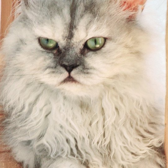 chat Selkirk Rex Longhair black tortie silver shaded TOFFI FAY Chatterie Ochatmouton