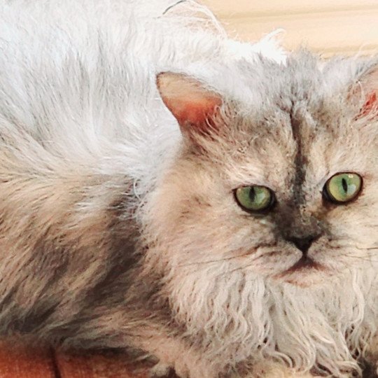 chat Selkirk Rex Longhair black tortie silver shaded TOFFI FAY Chatterie Ochatmouton