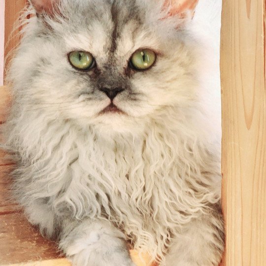 chat Selkirk Rex Longhair black tortie silver shaded TOFFI FAY Chatterie Ochatmouton