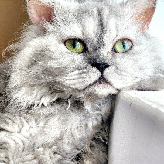 chat Selkirk Rex Longhair black tortie silver shaded TOFFI FAY Chatterie Ochatmouton