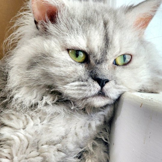 chat Selkirk Rex Longhair black tortie silver shaded TOFFI FAY Chatterie Ochatmouton