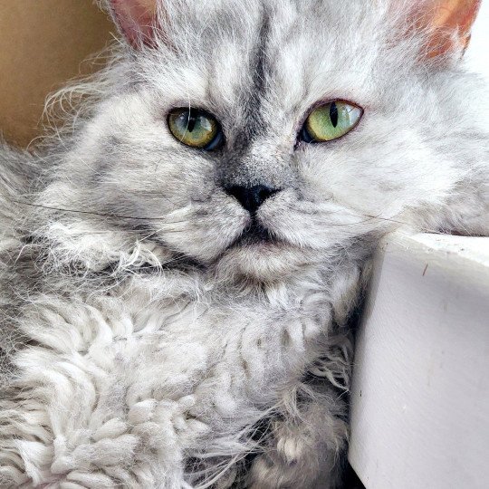 chat Selkirk Rex Longhair black tortie silver shaded TOFFI FAY Chatterie Ochatmouton