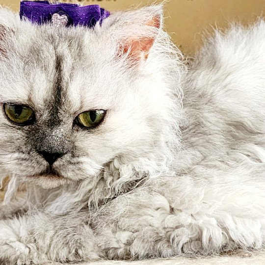 chat Selkirk Rex Longhair black tortie silver shaded TOFFI FAY Chatterie Ochatmouton