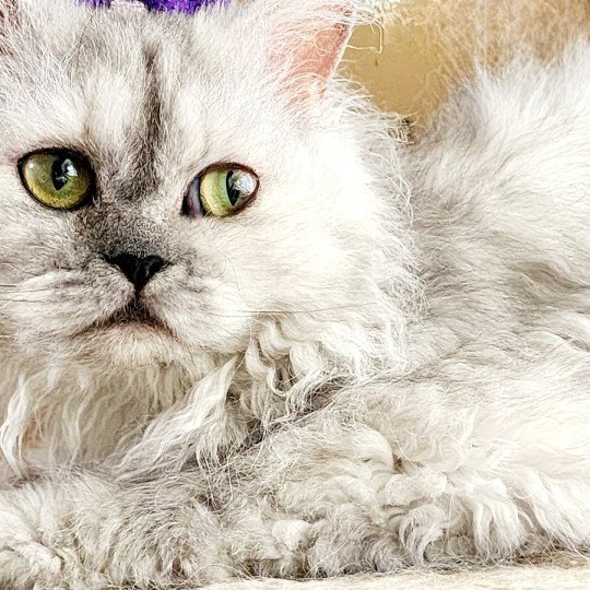 chat Selkirk Rex Longhair black tortie silver shaded TOFFI FAY Chatterie Ochatmouton