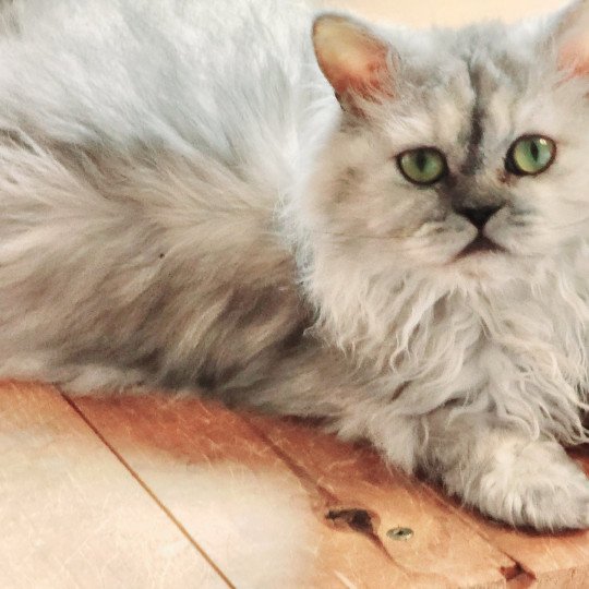 chat Selkirk Rex Longhair black tortie silver shaded TOFFI FAY Chatterie Ochatmouton