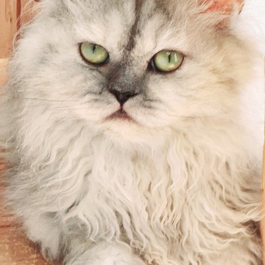 chat Selkirk Rex Longhair black tortie silver shaded TOFFI FAY Chatterie Ochatmouton