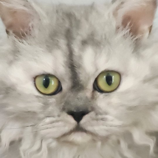chat Selkirk Rex Longhair black tortie silver shaded TOFFI FAY Chatterie Ochatmouton