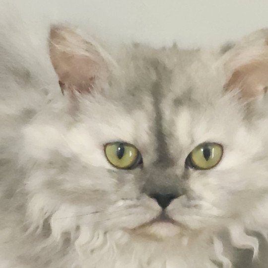 chat Selkirk Rex Longhair black tortie silver shaded TOFFI FAY Chatterie Ochatmouton