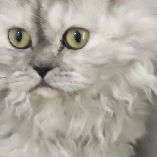 chat Selkirk Rex Longhair black tortie silver shaded TOFFI FAY Chatterie Ochatmouton
