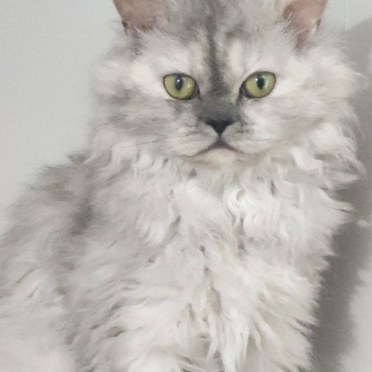 chat Selkirk Rex Longhair black tortie silver shaded TOFFI FAY Chatterie Ochatmouton