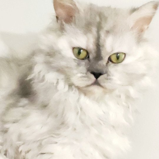 chat Selkirk Rex Longhair black tortie silver shaded TOFFI FAY Chatterie Ochatmouton