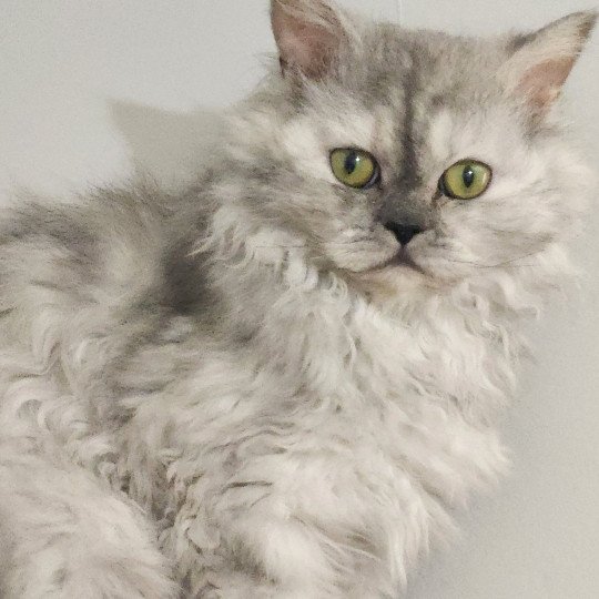 chat Selkirk Rex Longhair black tortie silver shaded TOFFI FAY Chatterie Ochatmouton