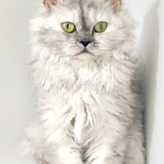 chat Selkirk Rex Longhair black tortie silver shaded TOFFI FAY Chatterie Ochatmouton