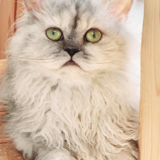 chat Selkirk Rex Longhair black tortie smoke TOFFY FAY Chatterie Ochatmouton