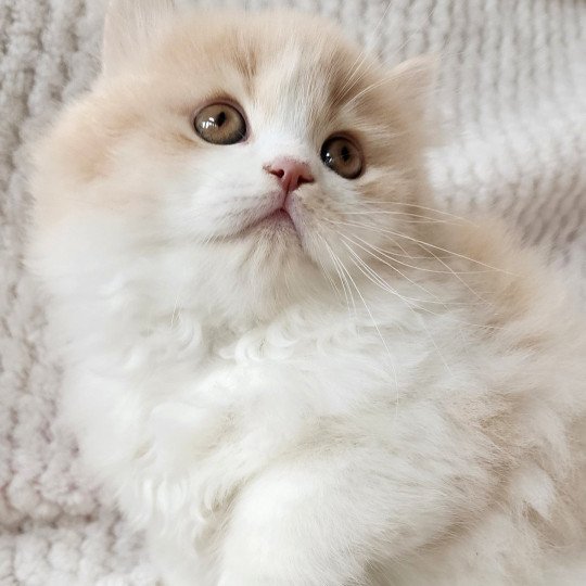 chaton Selkirk Straight Longhair cream & blanc arlequin Ulane Chatterie Ochatmouton