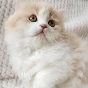 chaton Selkirk Straight Longhair cream & blanc arlequin Ulane Chatterie Ochatmouton chaton Selkirk Straight Longhair cream & blanc arlequin Ulane Chatterie Ochatmouton