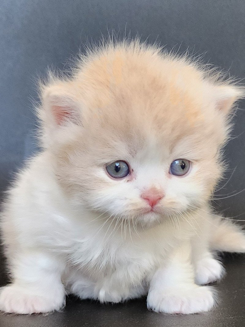 Ulane Of Ochatmouton Mâle Selkirk Straight Longhair