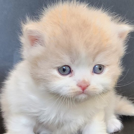 Ulane Of Ochatmouton Mâle Selkirk Straight Longhair