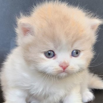 chaton Selkirk Straight Longhair cream & blanc arlequin Ulane Chatterie Ochatmouton