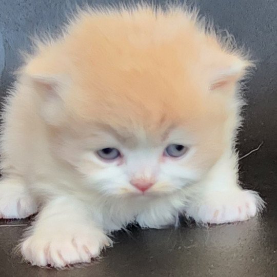 chaton Selkirk Rex Longhair cream & blanc arlequin Ulane Chatterie Ochatmouton