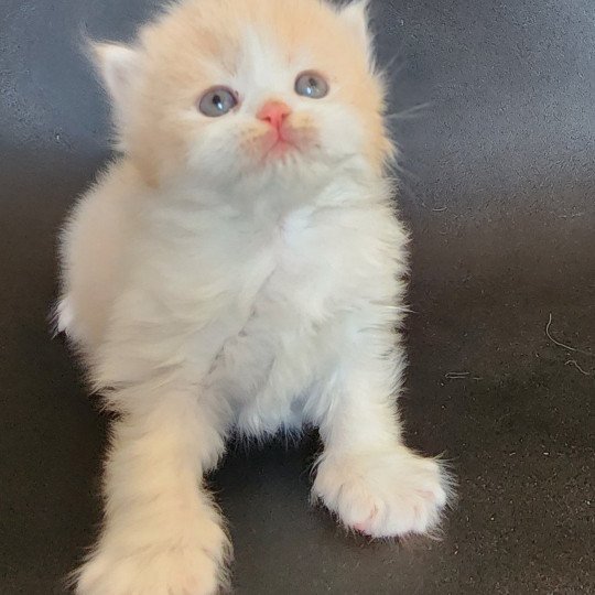chaton Selkirk Straight Longhair cream & blanc arlequin Ulane Chatterie Ochatmouton