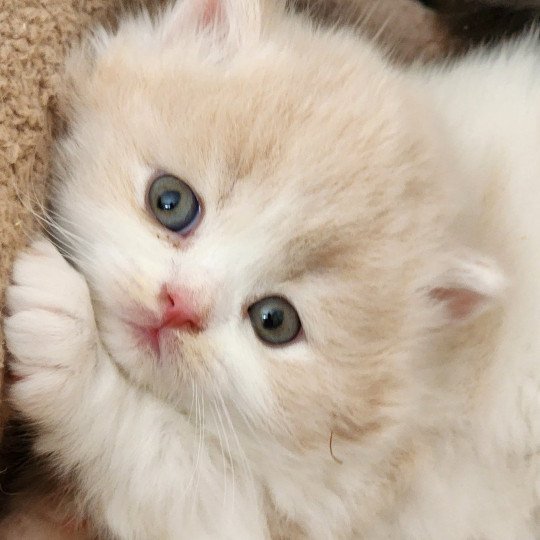 chaton Selkirk Straight Longhair cream & blanc arlequin Ulane Chatterie Ochatmouton