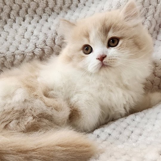 chaton Selkirk Straight Longhair cream & blanc arlequin Ulane Chatterie Ochatmouton