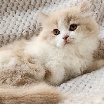 chaton Selkirk Straight Longhair cream & blanc arlequin Ulane Chatterie Ochatmouton chaton Selkirk Straight Longhair cream & blanc arlequin Ulane Chatterie Ochatmouton