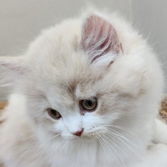 chaton Selkirk Straight Longhair cream & blanc arlequin Ulane Chatterie Ochatmouton
