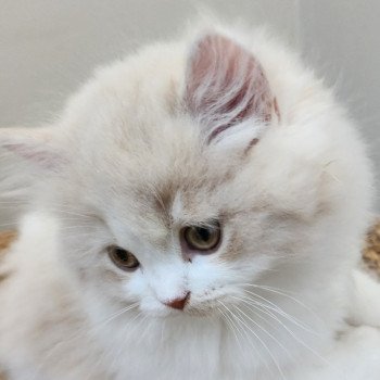 chaton Selkirk Straight Longhair cream & blanc arlequin Ulane Chatterie Ochatmouton chaton Selkirk Straight Longhair cream & blanc arlequin Ulane Chatterie Ochatmouton