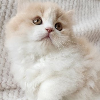 chaton Selkirk Straight Longhair cream & blanc arlequin Ulane Chatterie Ochatmouton chaton Selkirk Straight Longhair cream & blanc arlequin Ulane Chatterie Ochatmouton
