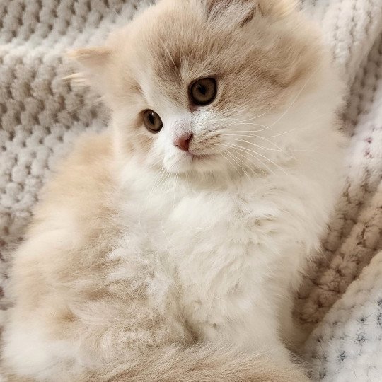 chaton Selkirk Straight Longhair cream & blanc arlequin Ulane Chatterie Ochatmouton