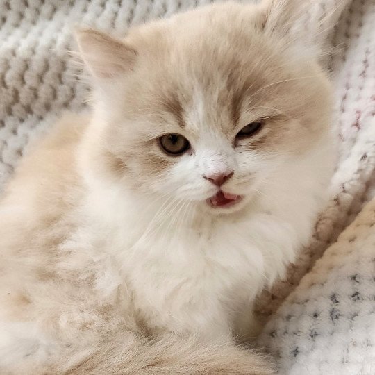 chaton Selkirk Straight Longhair cream & blanc arlequin Ulane Chatterie Ochatmouton