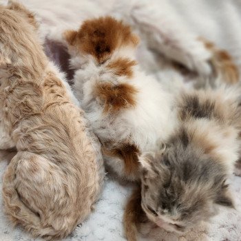 Chaton Selkirk Rex Arisha ❤ Chazam 2023 Chatterie Ochatmouton Chaton Selkirk Rex Arisha ❤ Chazam 2023 Chatterie Ochatmouton