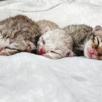 Portée TOFFI FAY ❤ CHAZAM 2026